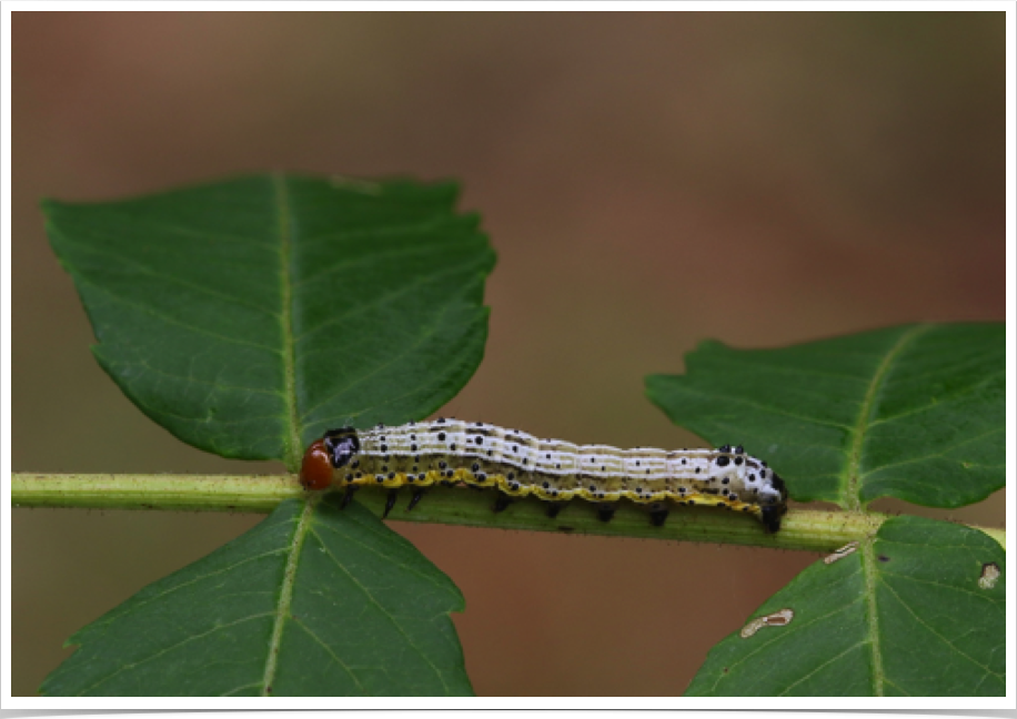 Pyrrhia cilisca
Noble Sun Moth (Bordered Sallow)
Haywood County, North Carolina